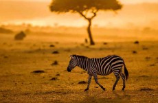 8 Days Tanzania Highlights Safari