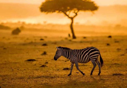 8 Days Tanzania Highlights Safari
