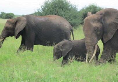 5 Days Tanzania Big 5 Safari