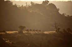 Exploring Kenya – Laikipia & Maasai Mara