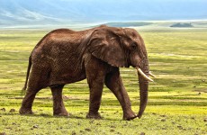 2 Days Tarangire and Ngorongoro Safari