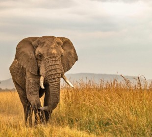 5 Days Tanzania Safari | Serengeti Great Migration