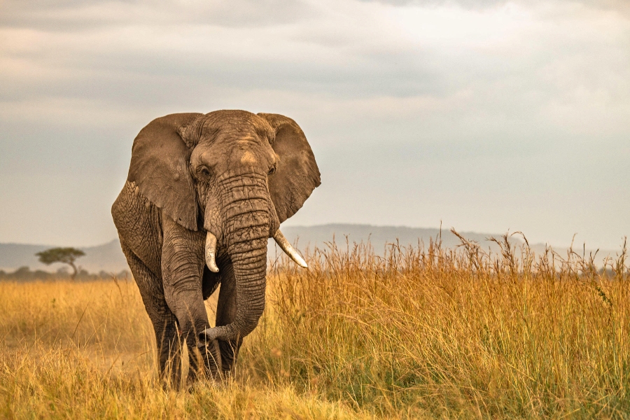 5 Days Tanzania Safari | Serengeti Great Migration