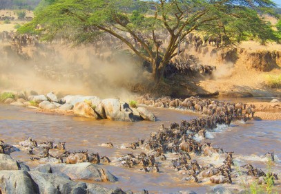 6 Days Serengeti Migration