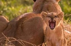 7-Day Tanzania Mid Range Safari