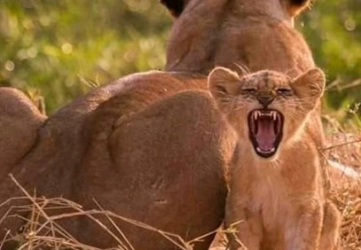 7-Day Tanzania Mid Range Safari