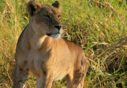 6 Days Tanzania Budget Camping Safari
