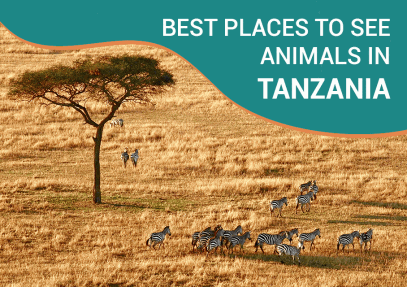 Best Places to See Animals in Tanzania