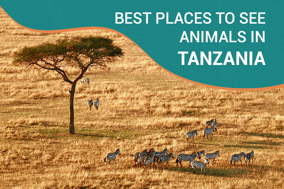 Best Places to See Animals in Tanzania