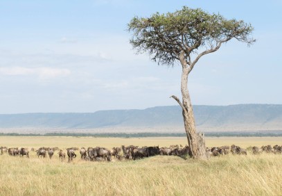 5 Days Tanzania Luxury Safari