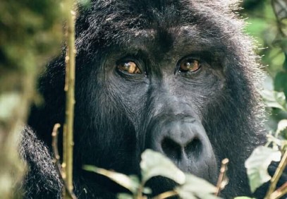 7 Days Wildlife and Primates Safari