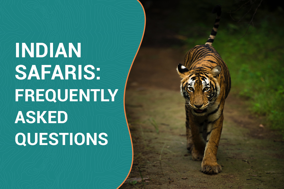 Indian Safaris: Frequently Asked Questions