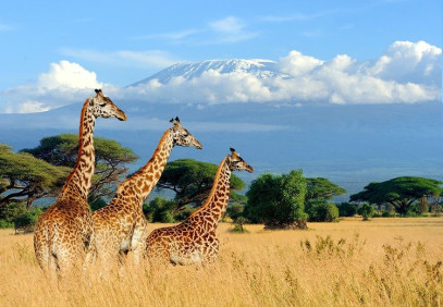 1-Day Arusha Walking, Game Drive & Canoeing Safari