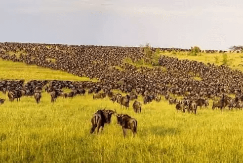 Wildebeest Migration Calving Tour