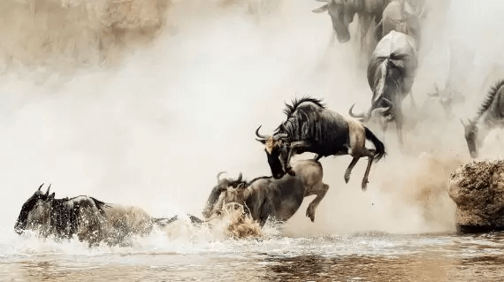 Wildebeest Migration Calving Tour