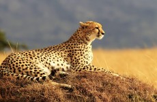 8 Days Best Of Kenya Safari