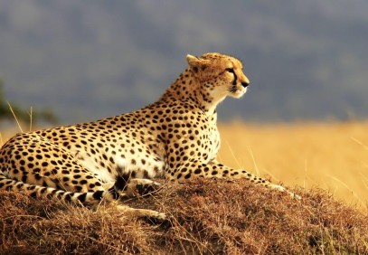 8 Days Best Of Kenya Safari