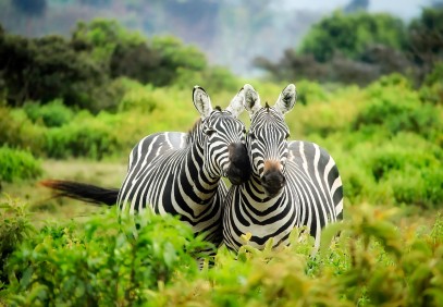 4-Day Kenyan Safari Adventure