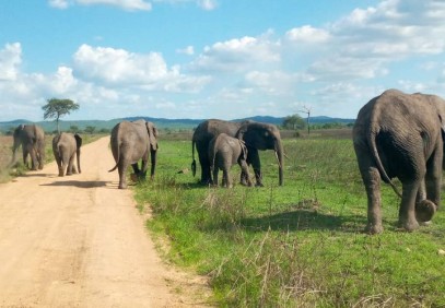 3 Days Safari to Mikumi National Park