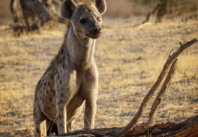6 Days Selous and Mikumi National Parks
