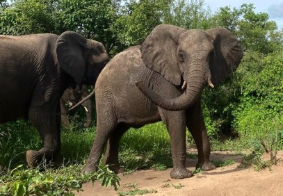 3 Days Safari to Selous Game Reserve