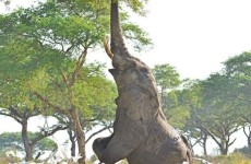 6 Days Gorilla and Wildlife Safari