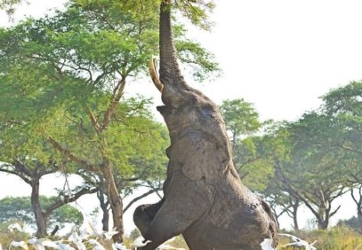 6 Days Gorilla and Wildlife Safari