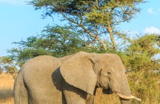 10 Days Combi Climbing and Safari