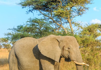 10 Days Combi Climbing and Safari