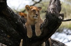 3 Days Lodge Safari Tanzania