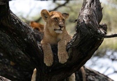 3 Days Lodge Safari Tanzania
