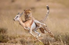 5 Days Mid-Range Safari Tanzania