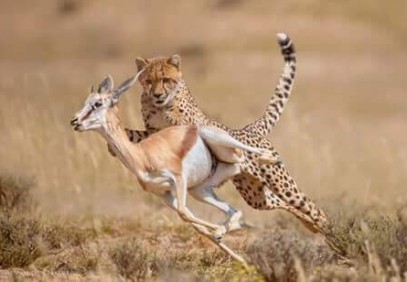 5 Days Mid-Range Safari Tanzania