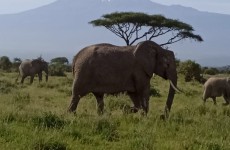 7 Days Nairobi, Amboseli, Tsavo East & Diani Beach Safari