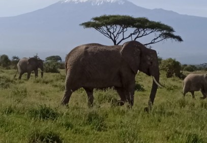 7 Days Nairobi, Amboseli, Tsavo East & Diani Beach Safari