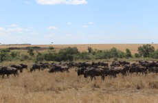 4 Days Wildebeest Migration Luxury Safari