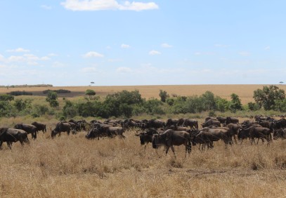 4 Days Wildebeest Migration Luxury Safari