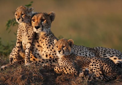 3-Day Masai Mara Superior Lodge Experience