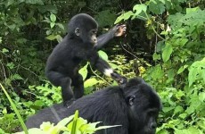 7 Days Wildlife and Primates (Gorilla and Chimpanzee) Safari