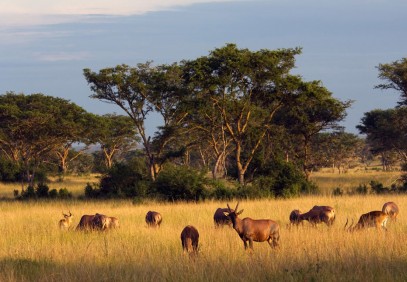 3-Day Safari to Queen Elizabeth National Park