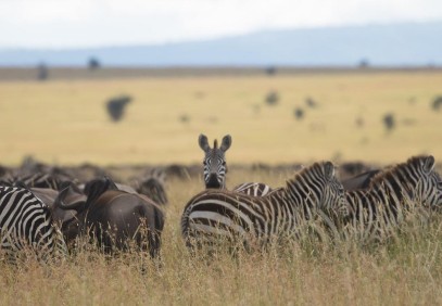 5 Days Big Five and Migration Safari