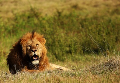 3 Days Spectacular Tanzania Safari