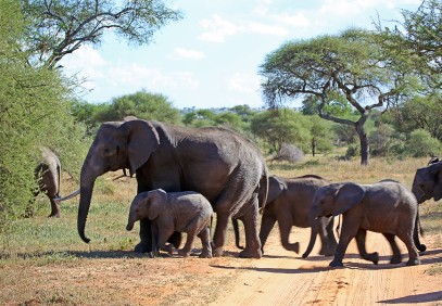 1-Day Thrilling Tour to Tarangire National Park