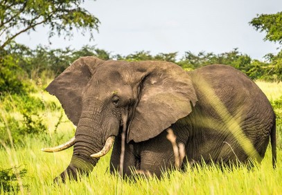 3 Days Murchison Falls National Park Safari