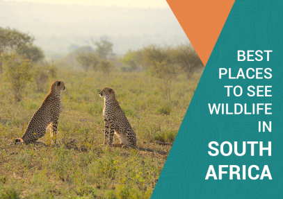 Best Places to See Wildlife in South Africa