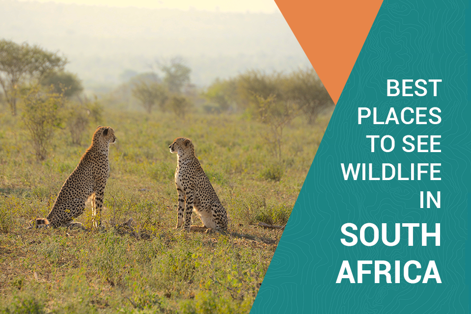 Best Places to See Wildlife in South Africa