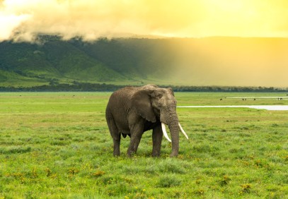 4 Days Tanzania Luxury Safari