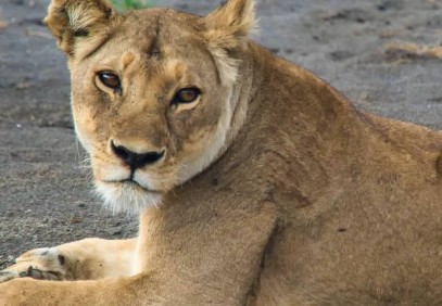 6-Day Real Tanzanian Experience