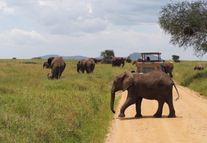 3 Days Easy Travel Tanzania Safari