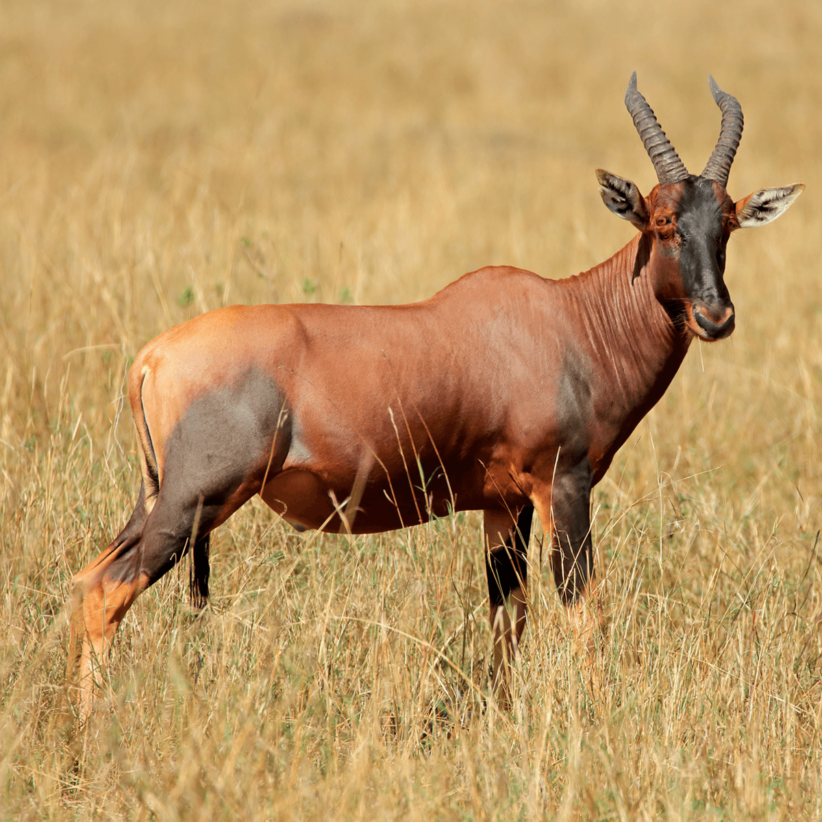 Topi
